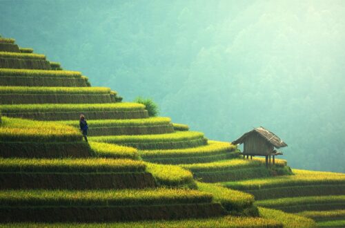 agriculture, rice plantation, thailand-1807581.jpg