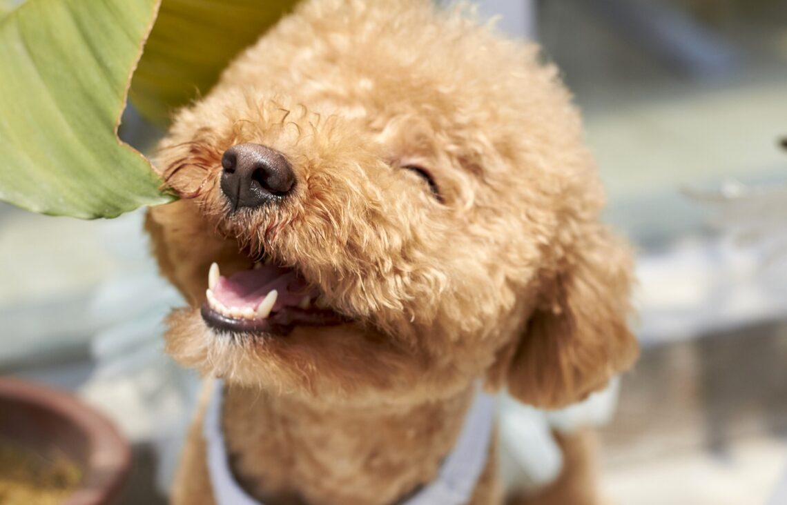 dog, smile, outdoor-1558962.jpg