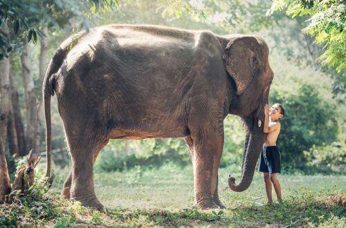 elephant, nature, child-1822492.jpg