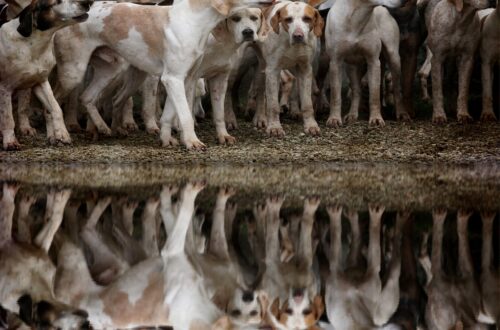 hound dogs, sunset, hunting dogs-4432951.jpg