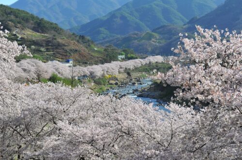 jirisan, spring, cherry blossom-2899110.jpg