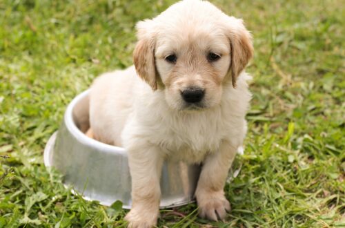 puppy, golden retriever, dog-1207816.jpg
