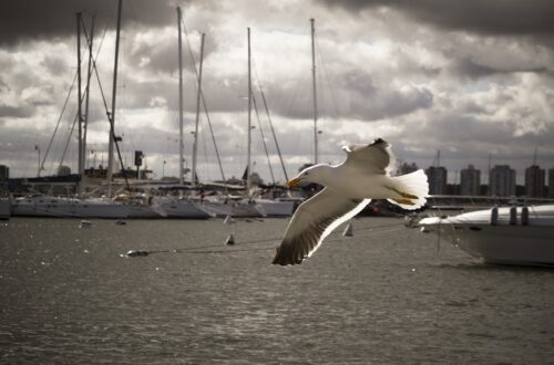 seagull, bird, flying-212447.jpg