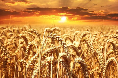 wheat, field, sunset-640960.jpg