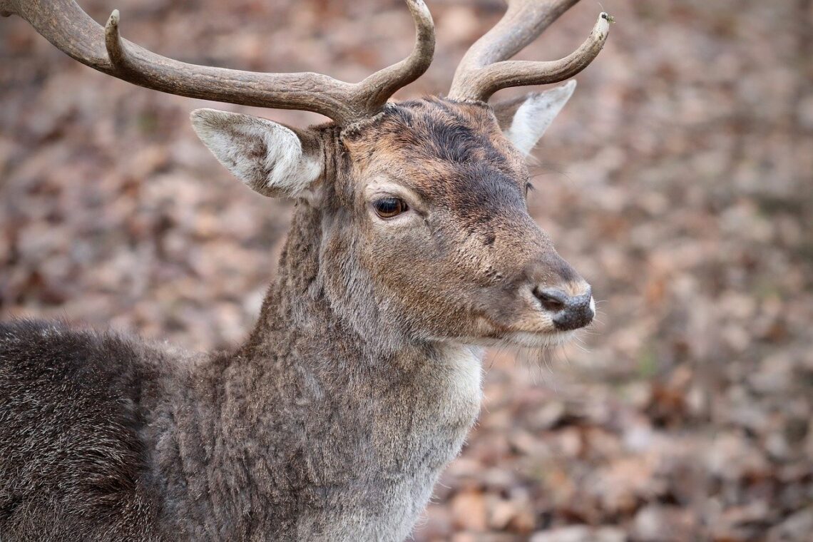 deer, nature, deer antler-7648839.jpg