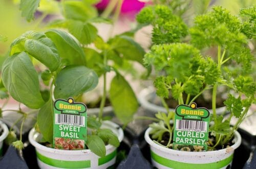 planting, spring, herbs