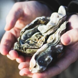 nature, oysters, shells