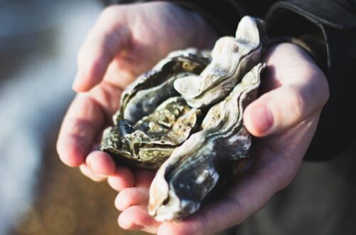 nature, oysters, shells