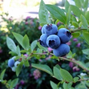rubel blueberry, blueberry, fruit