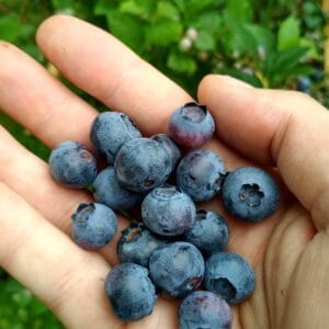 blueberries, fruit, berries