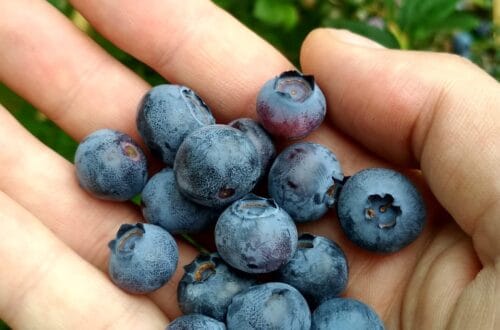blueberries, fruit, berries