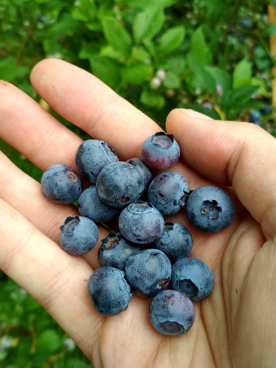 blueberries, fruit, berries