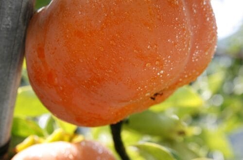 sweet persimmon, fruit, tree