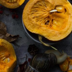 autumn, pumpkin, snail